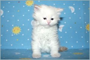 Male Siberian Kitten from Deedlebug Siberians